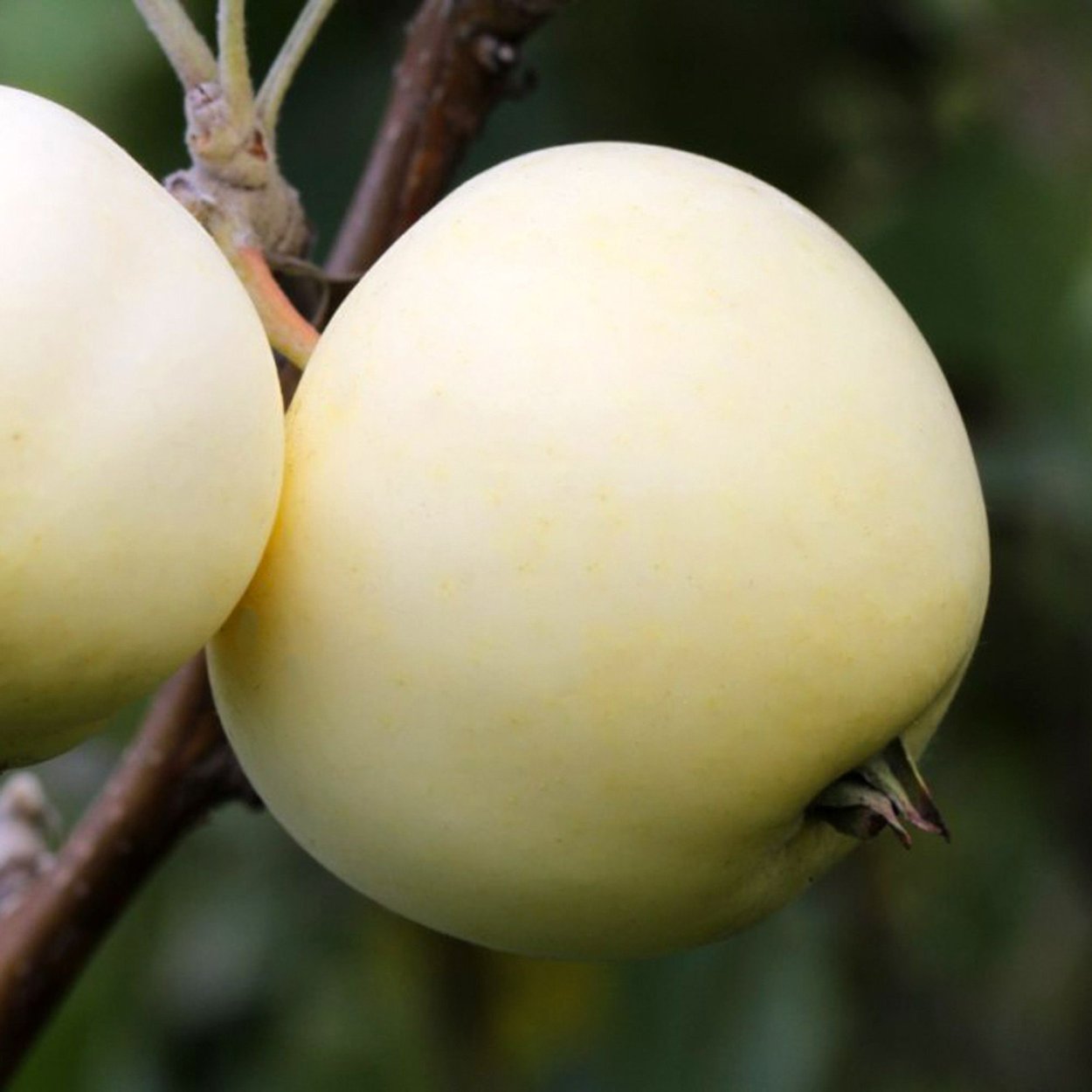 Яблоня штамбовая Имбеляна