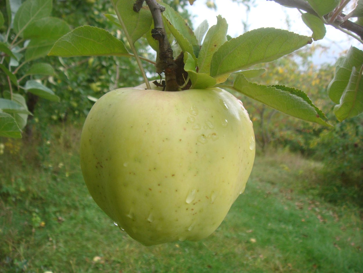 Яблоня Кальвиль снежный