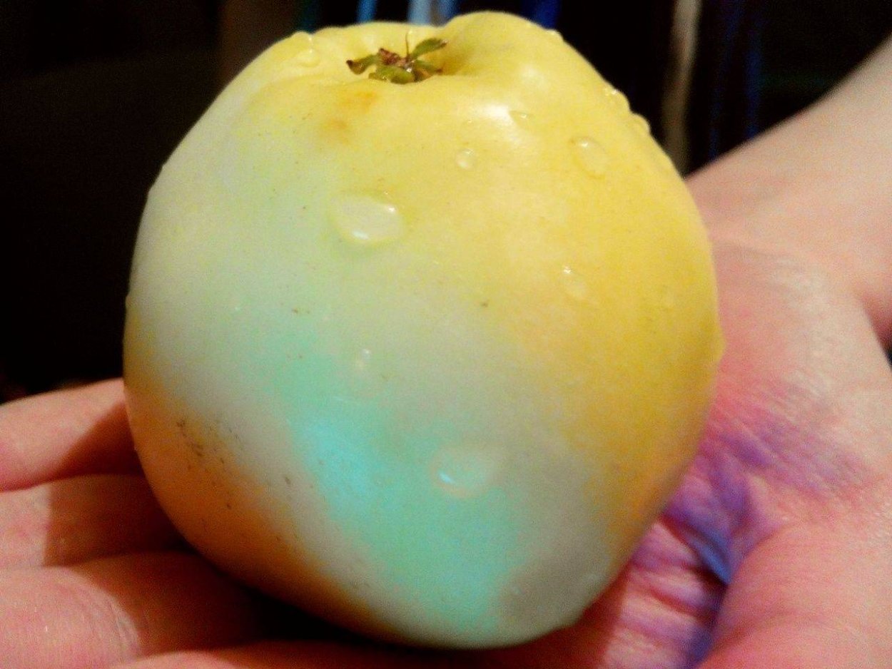 Снежный Кальвиль яблоки