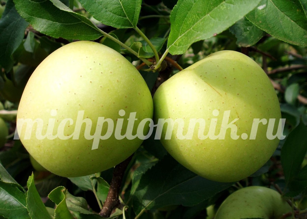 Яблоки снежный Кальвин