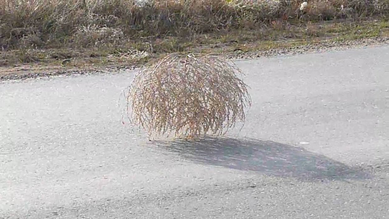 Перекати-поле растение