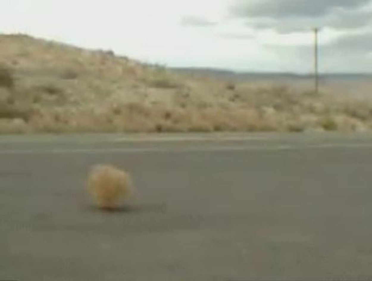 Перекати поле в пустыне