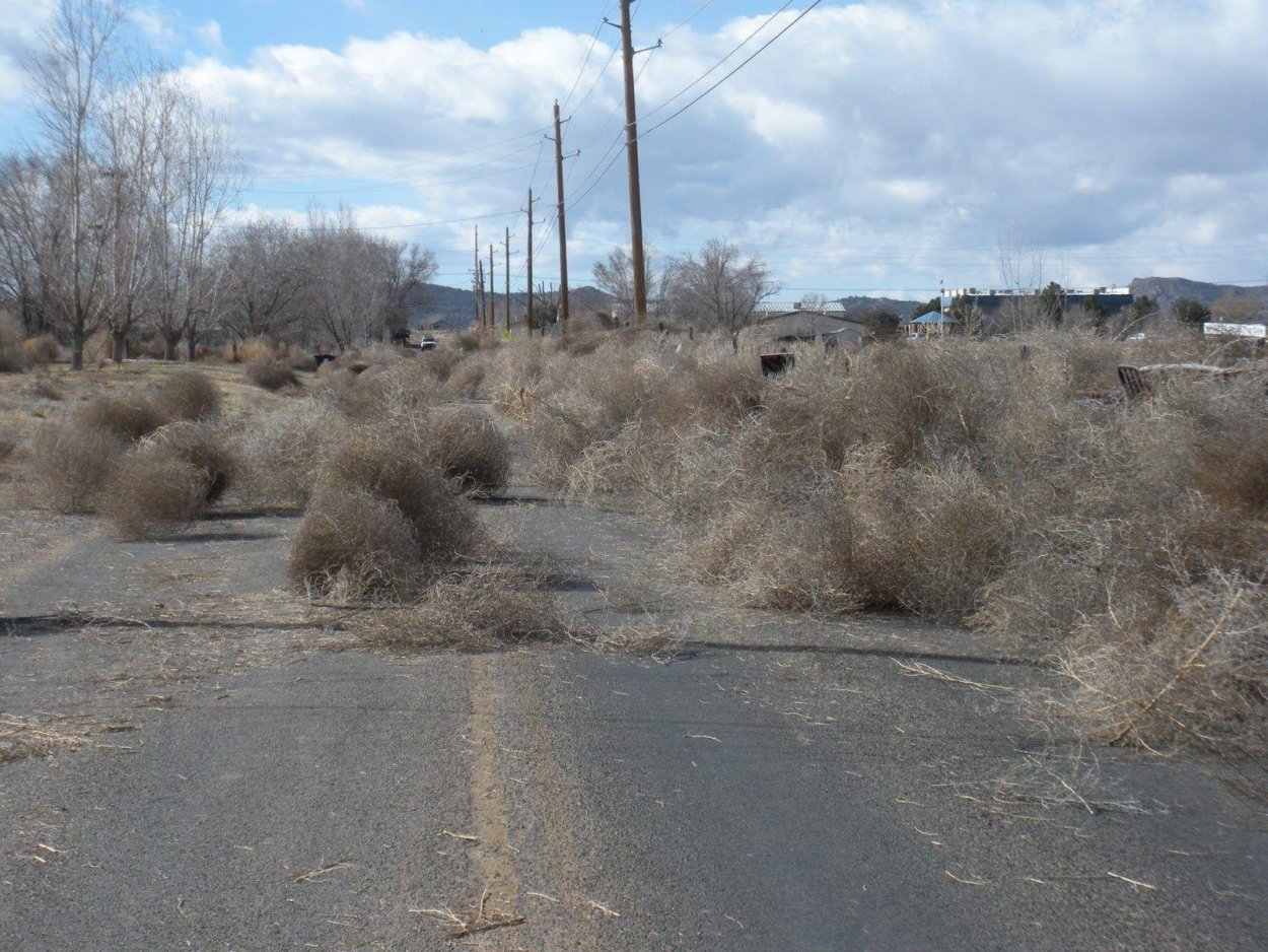 Перекати поле в пустыни