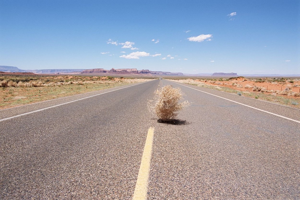 Перекати поле