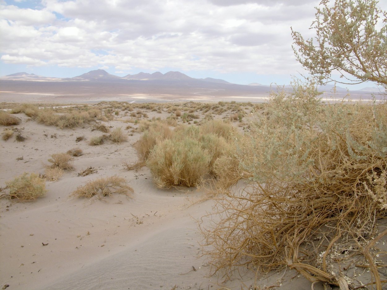 Перекати поле в пустыни