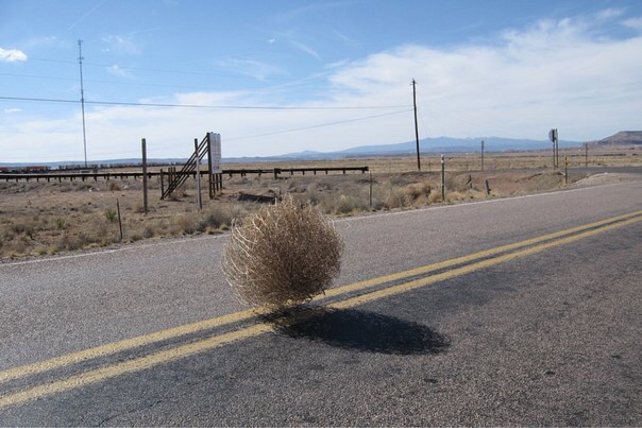 Перекати поле