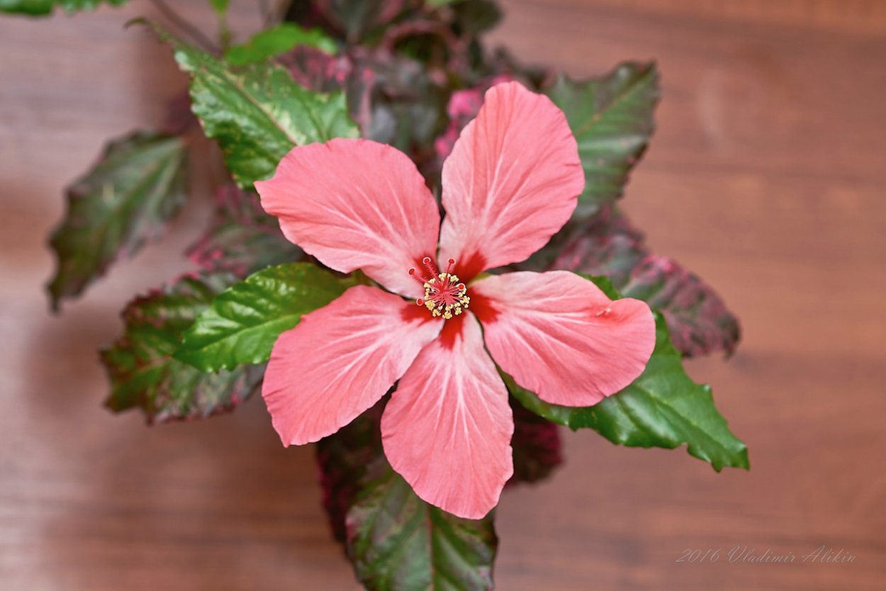 Гибискус Купера карнавал вариегатный