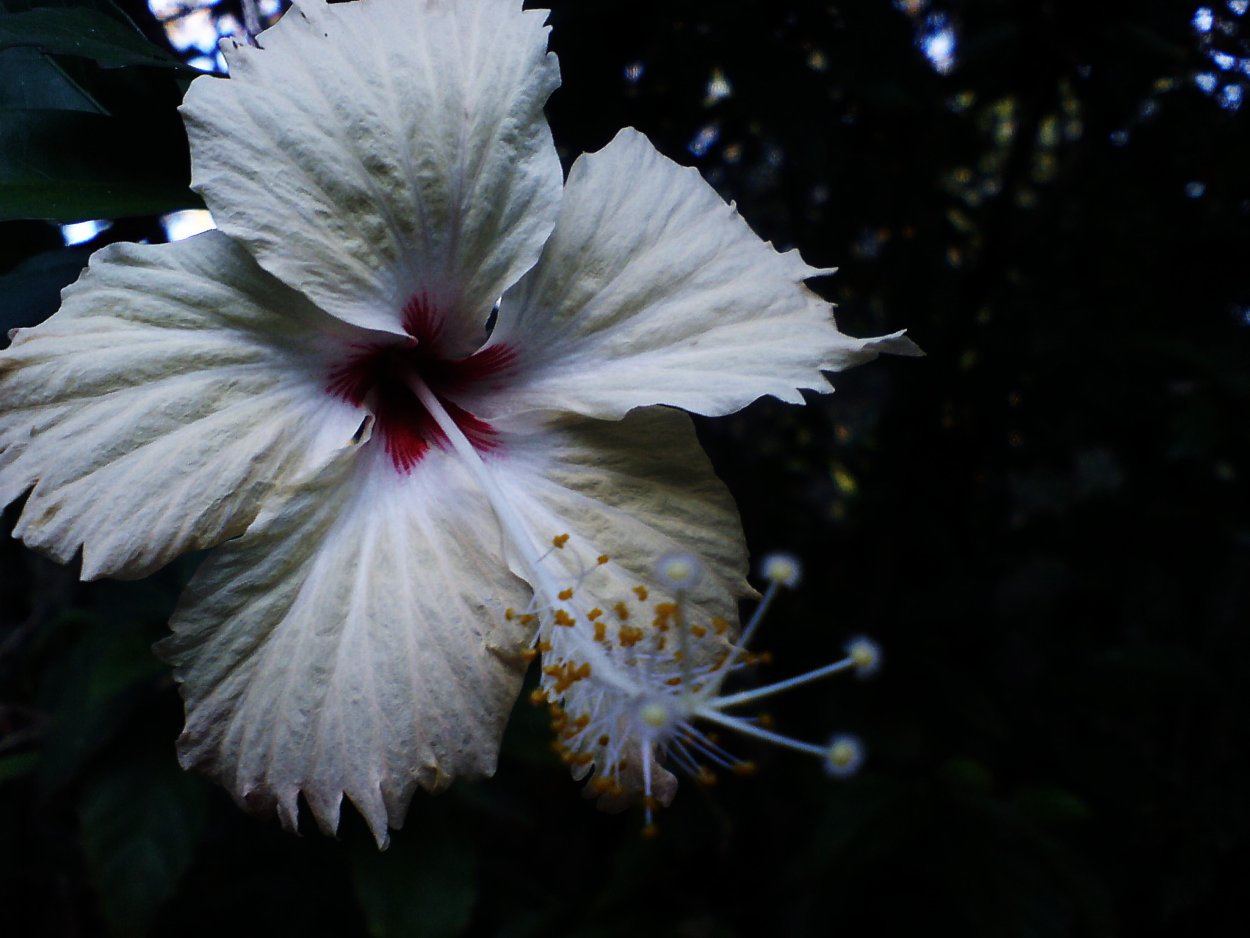 Гибискус Вайт Пилар