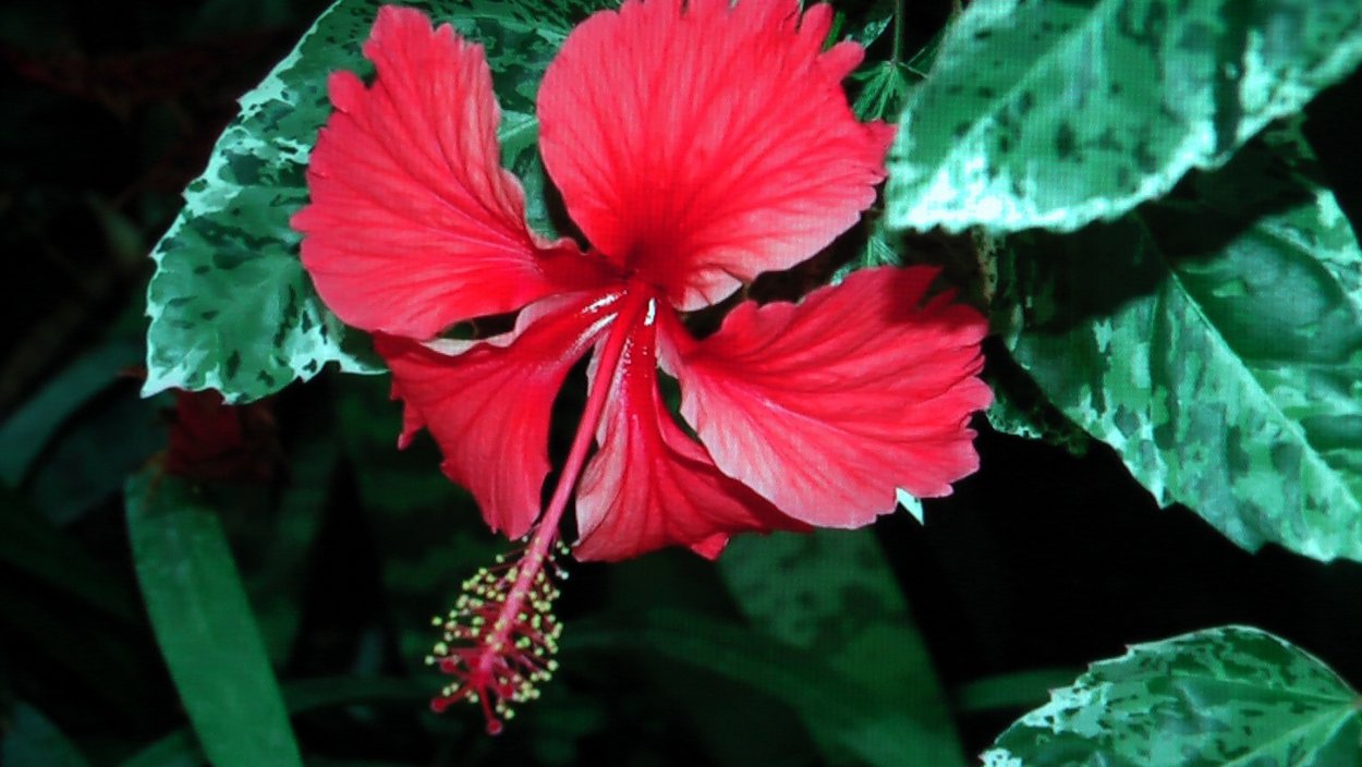 Гибискус вариегатный красный