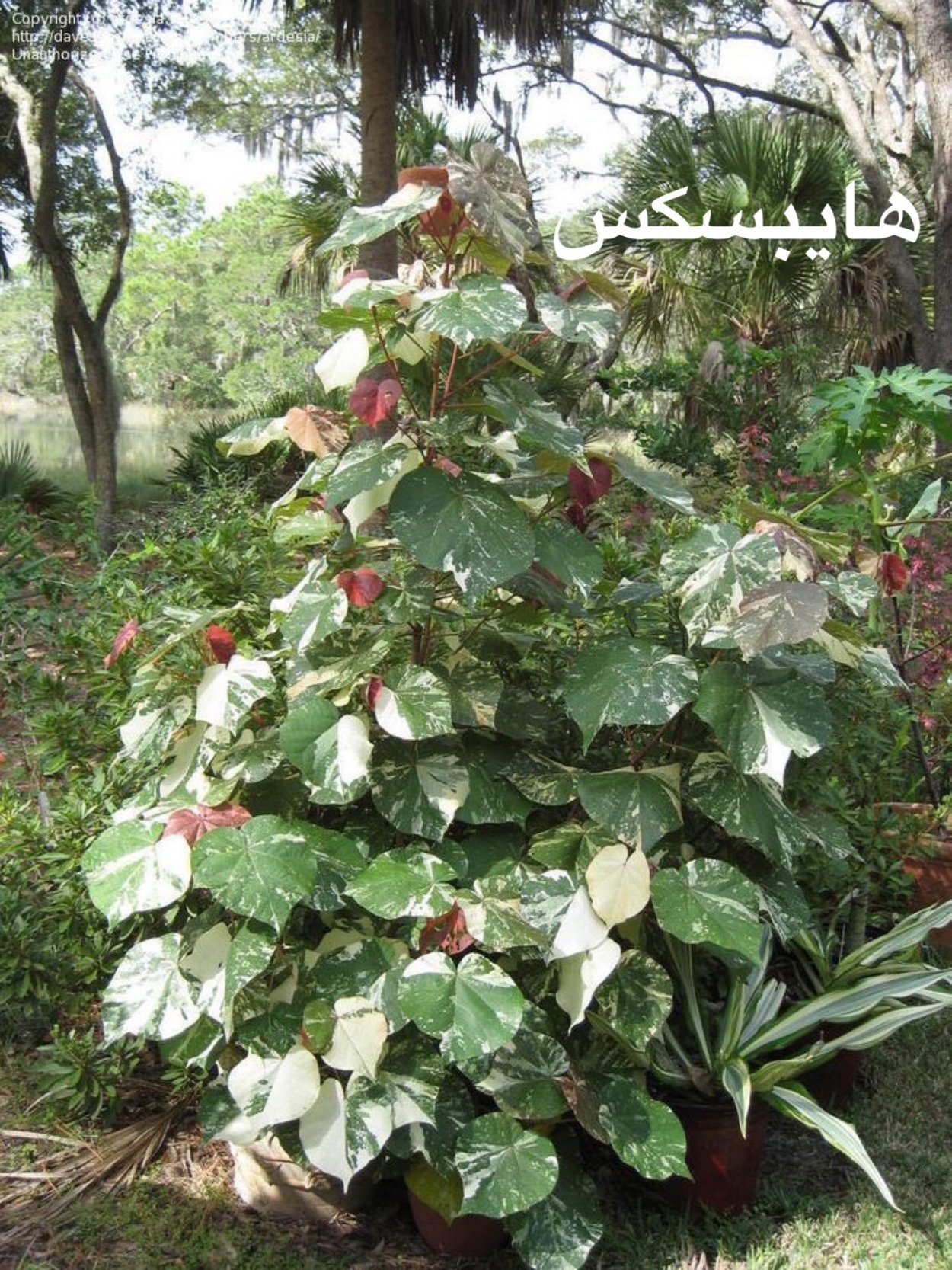 Гибискус Липовидный вариегатный