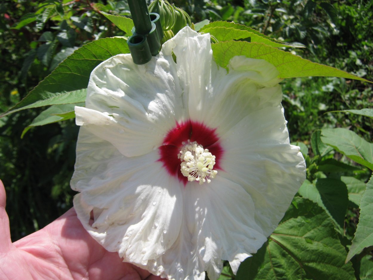 Гибискус белый домашний доктор