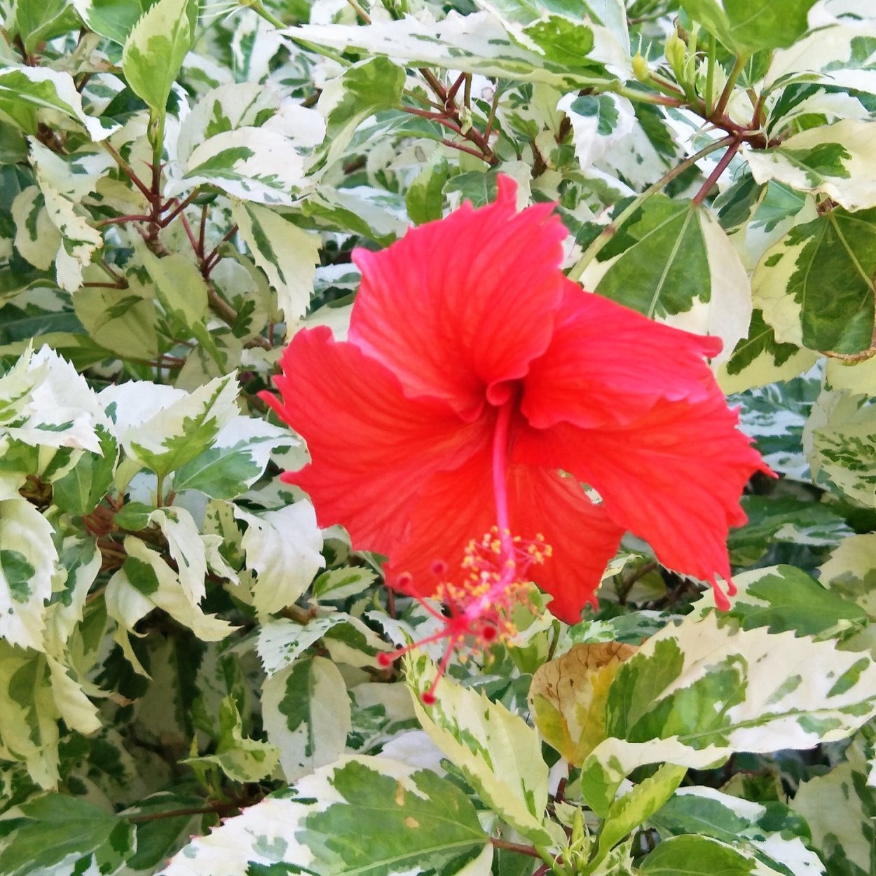 Гибискус липолистный