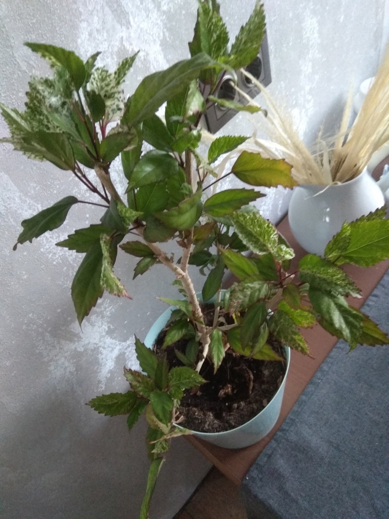 Калея закатечичи растение