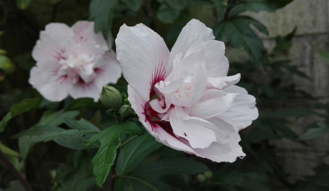 Гибискус махровый «леди Стенли»