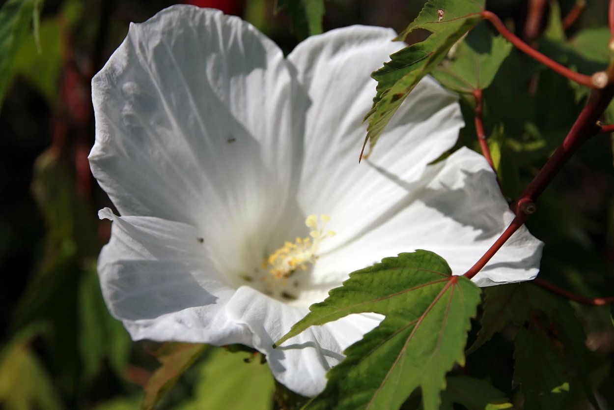 Гибискус мраморный