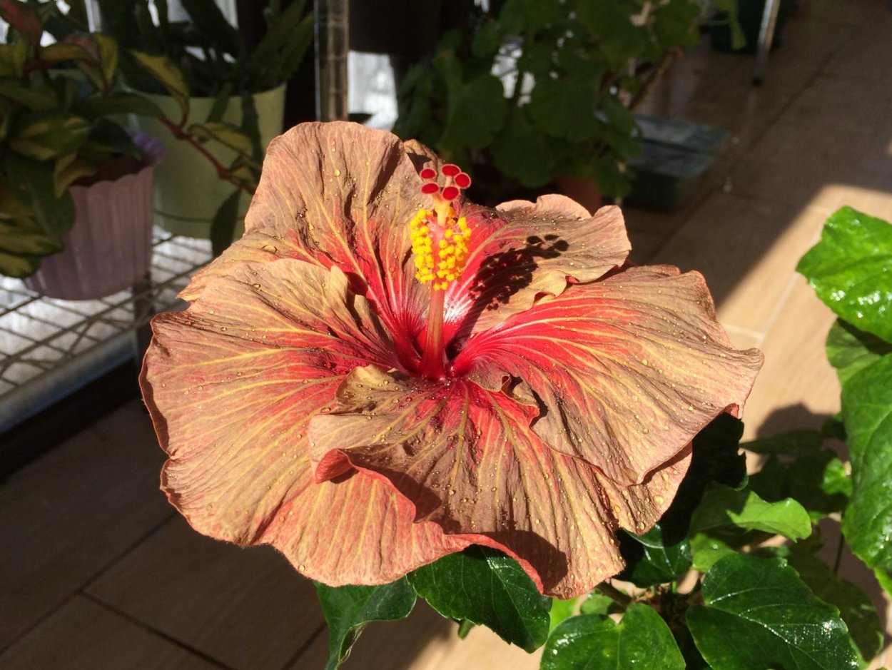 Гибискус Tahitian Dragon's Lair