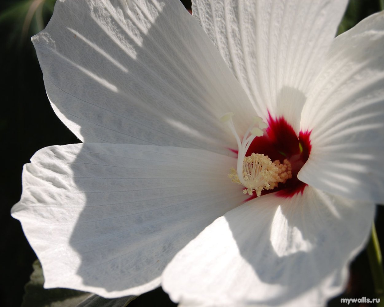 Гибискус Diana White