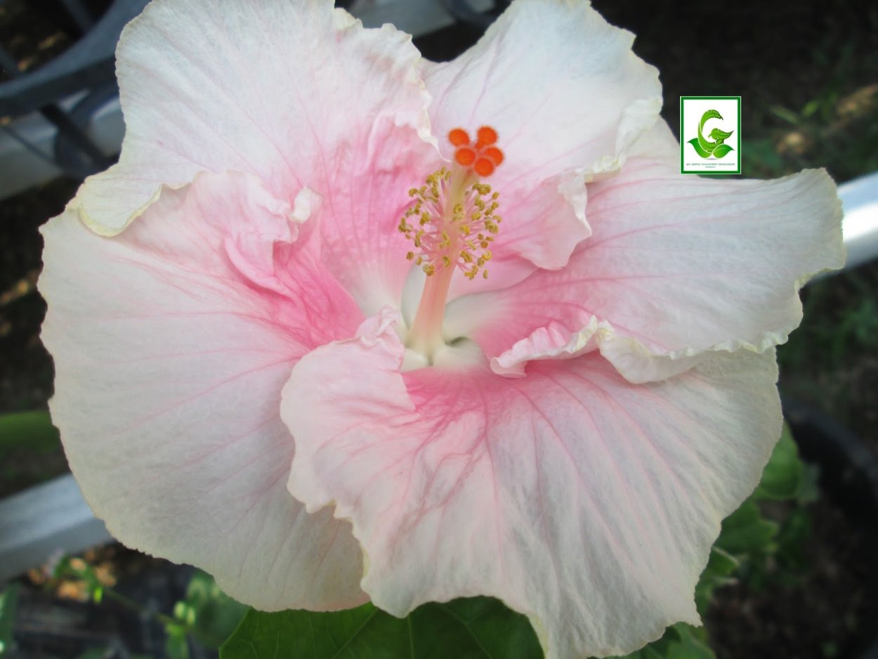 Гибискус Салтри Кисс