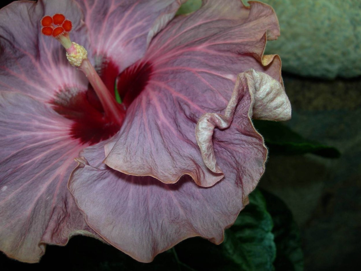 Гибискус grape Sorbet