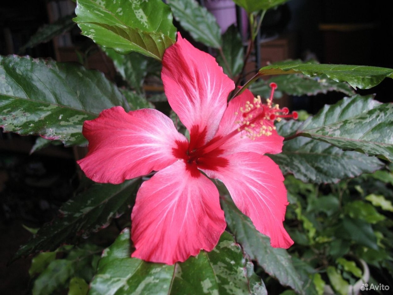 Гибискус Купера красный