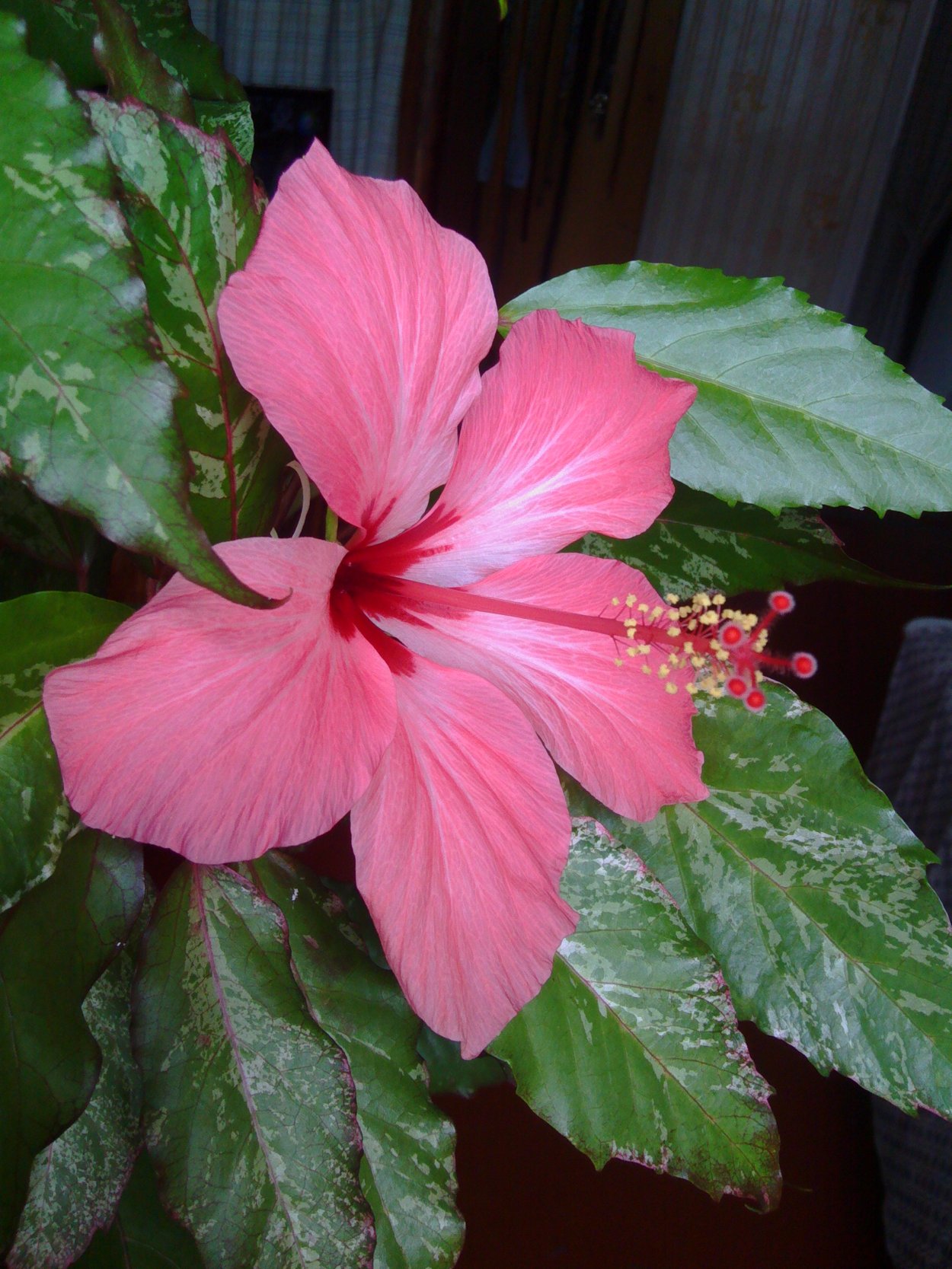 Гибискус Snow Lake