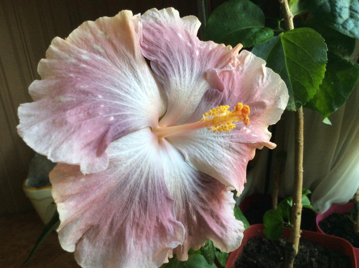 Гибискус Moorea Rita