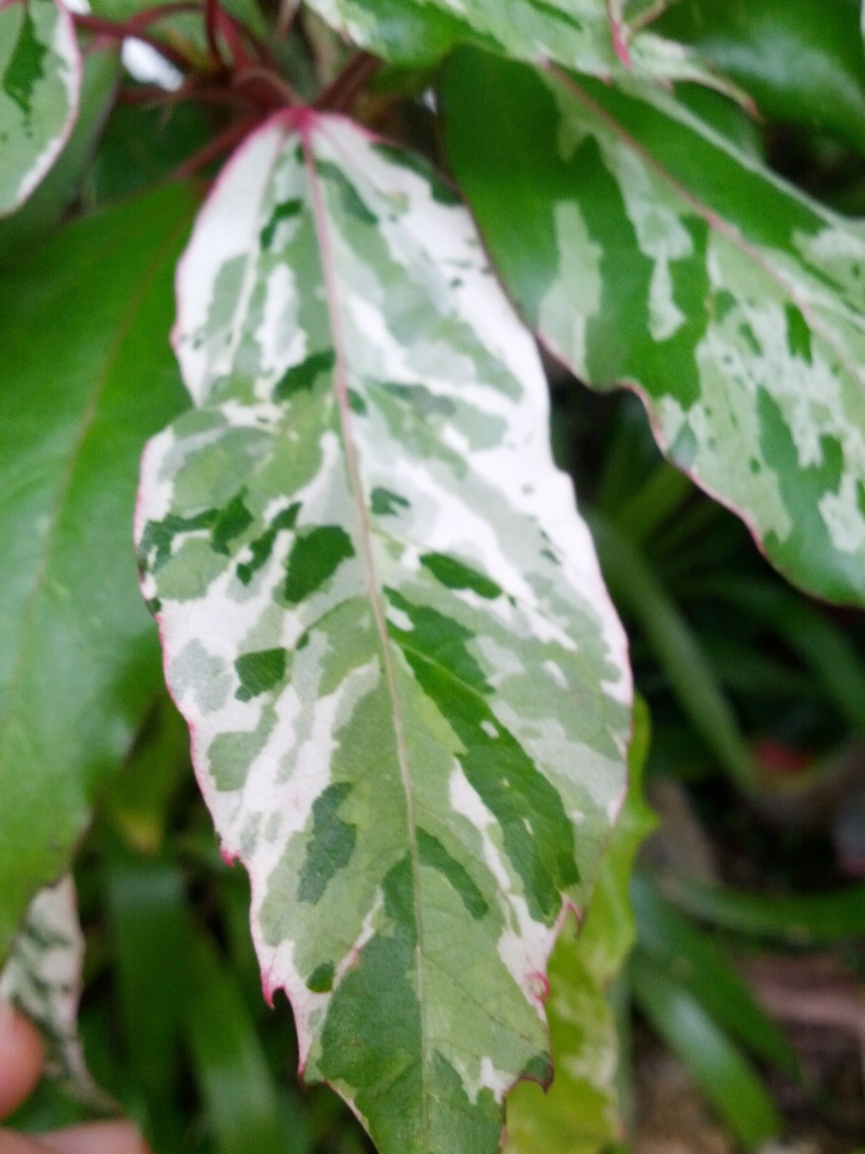 Гибискус вариегатный Snow Queen