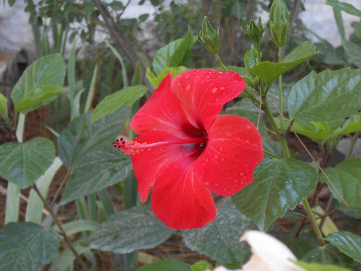 Гибискус красная звезда