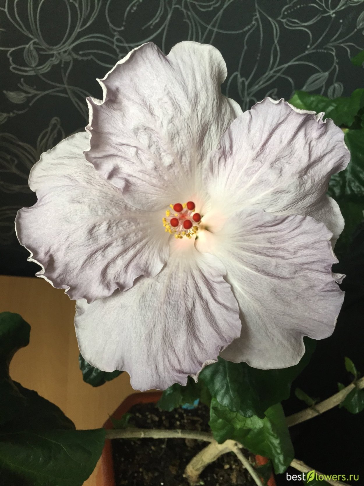 Гибискус Season's Surprise