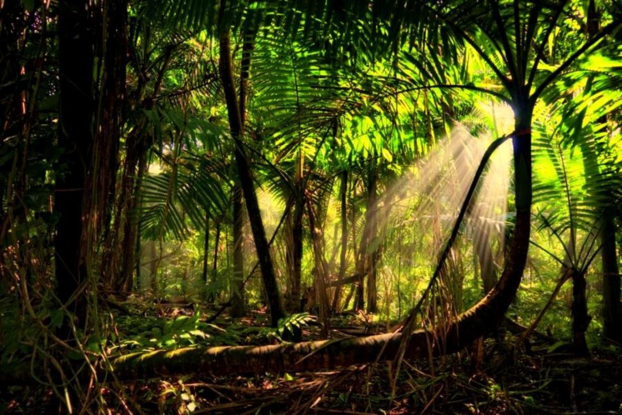 Постоянно влажные экваториальные леса