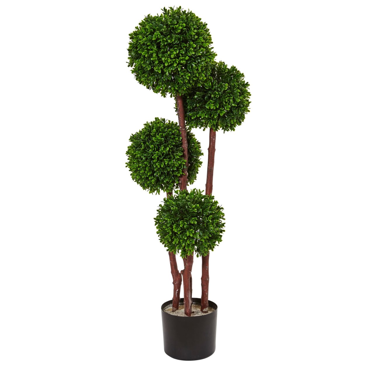 Boxwood топиари