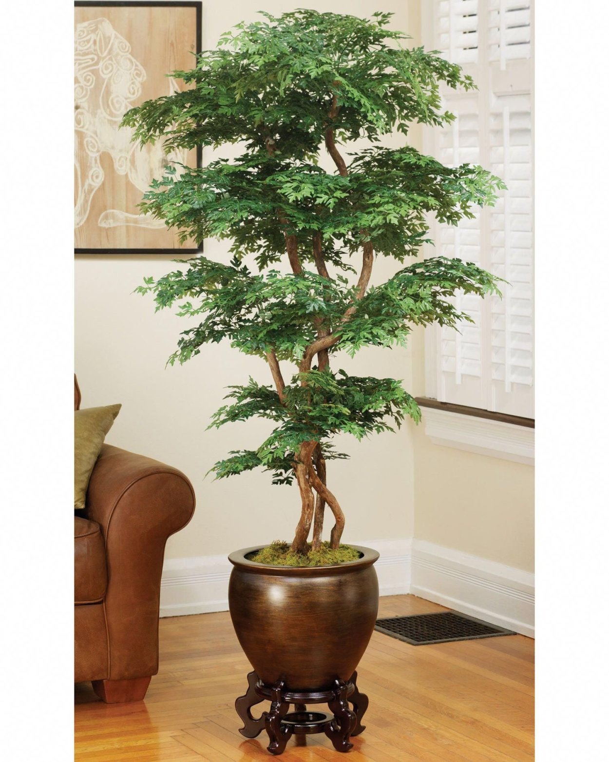 Декоративные комнатные деревья