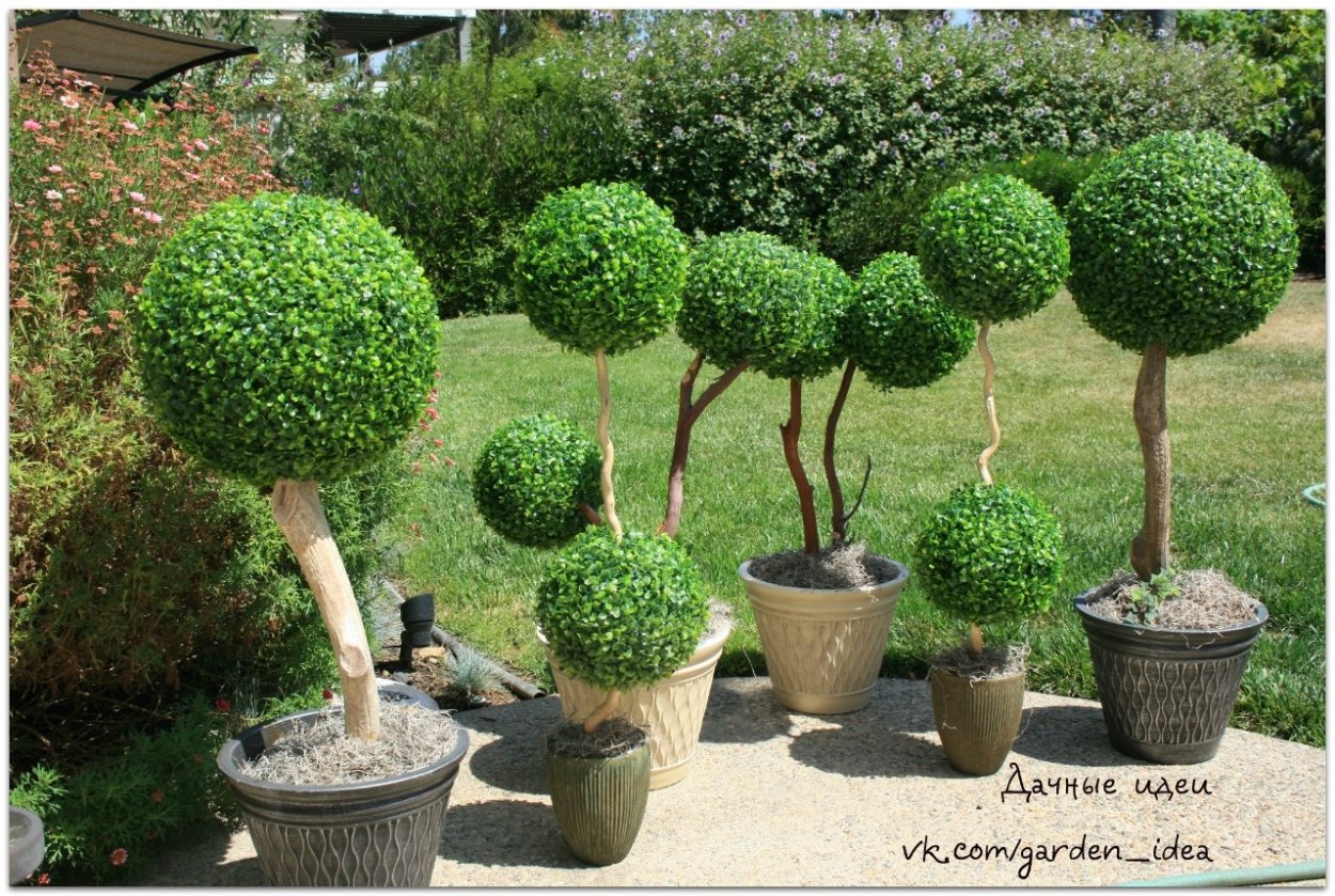 Самшит на штамбе