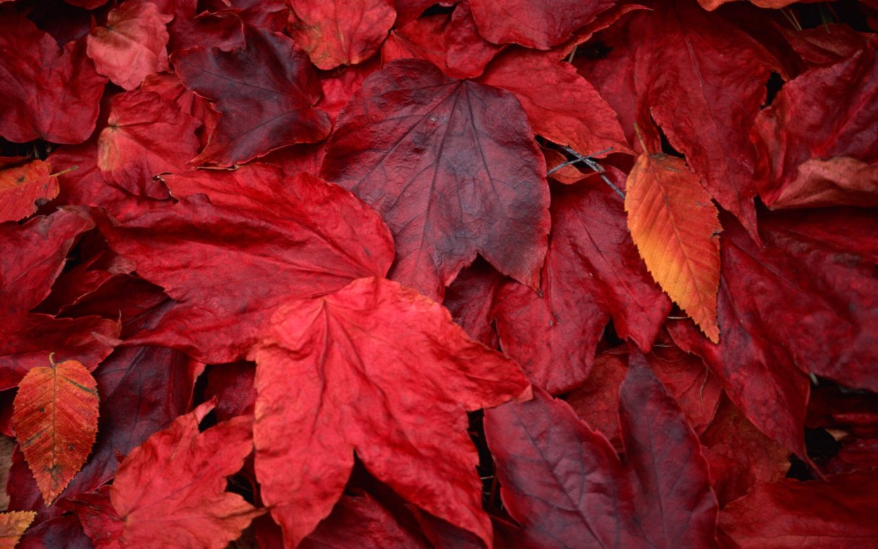 Багровые листья