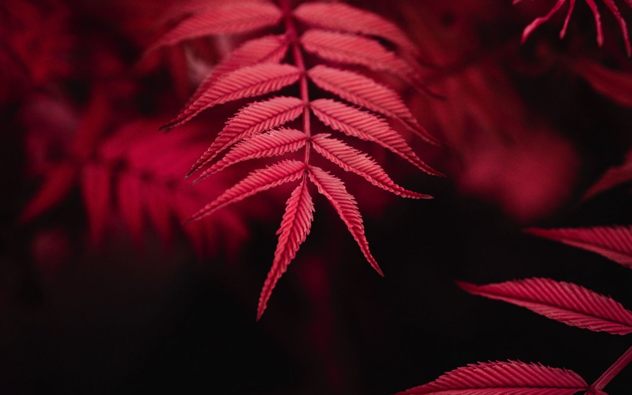 Эстетика красного цвета