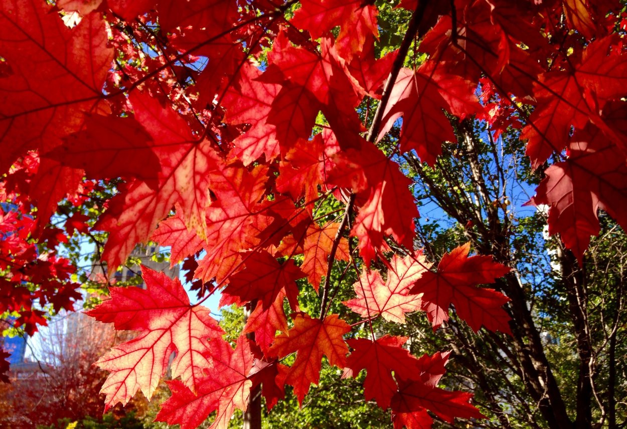 Буро багряный клен