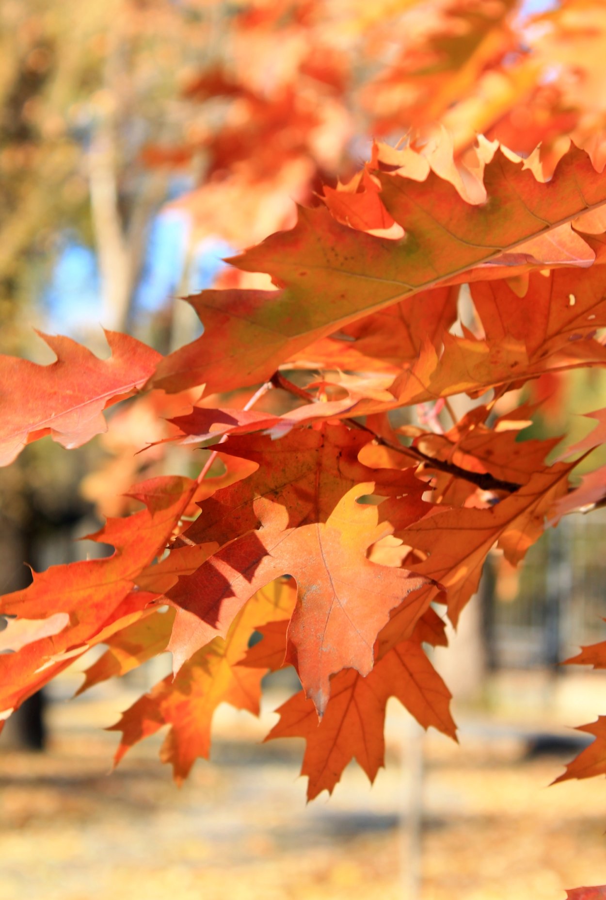 Багряные листья