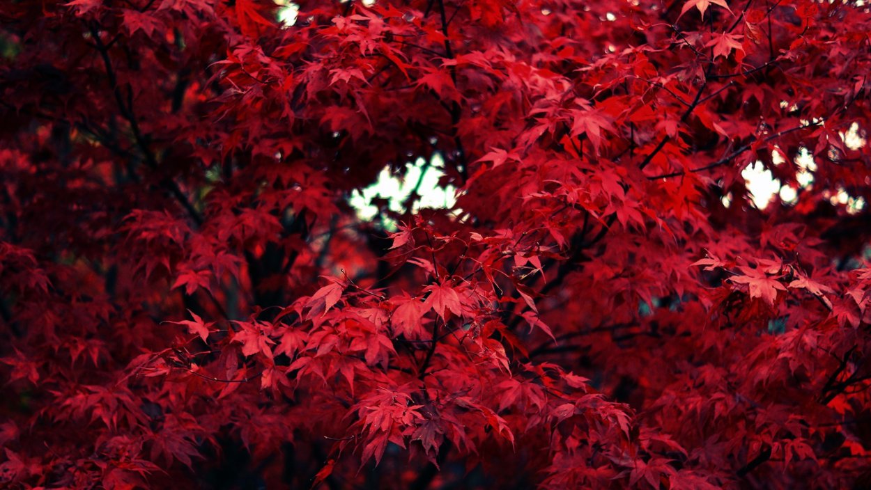 Клен бордовый