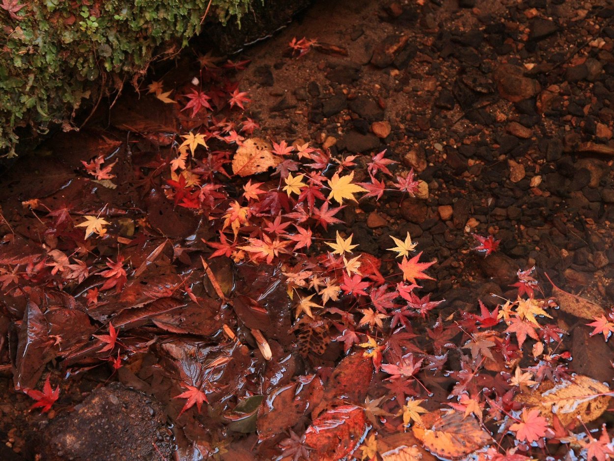 Опавшие листья картинки