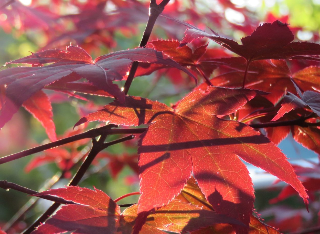 Багряный цвет листьев