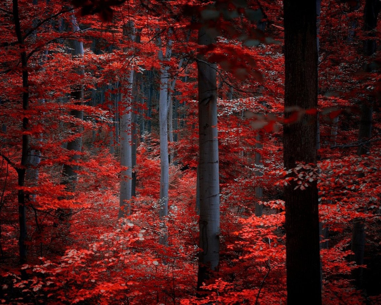 Красный лес