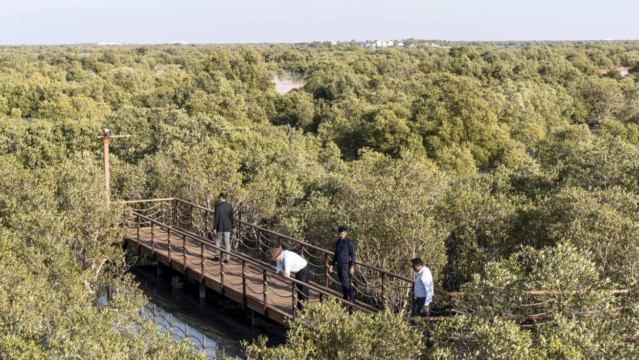 Мангровый парк в Абу Даби
