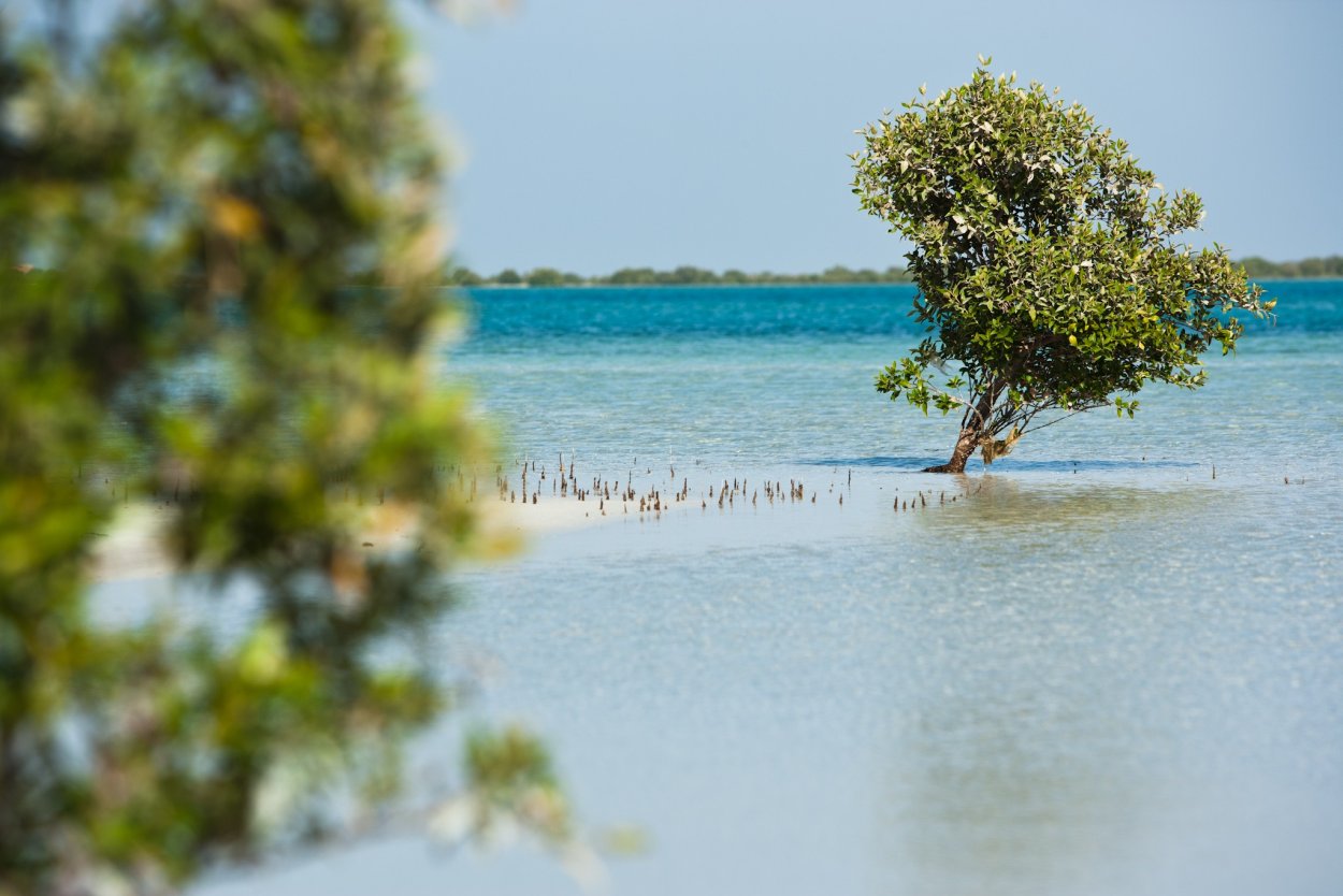 Мангровый заповедник Абу-Даби