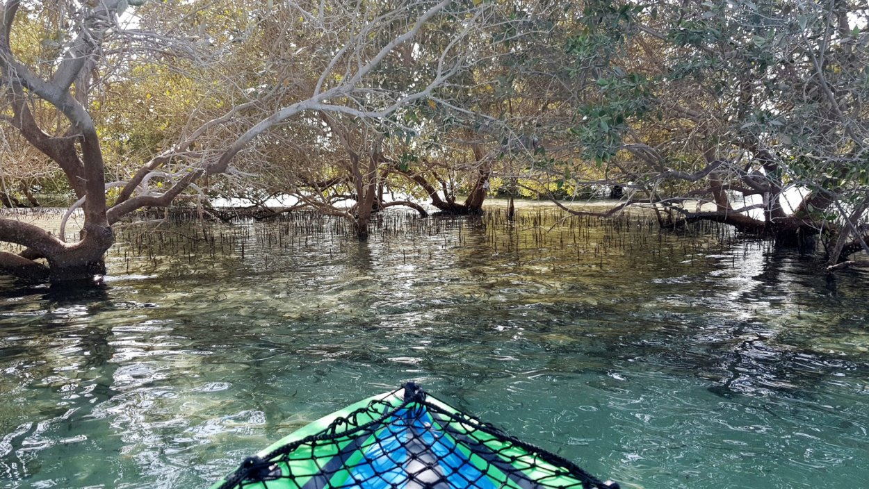 Мангровые леса Абу Даби