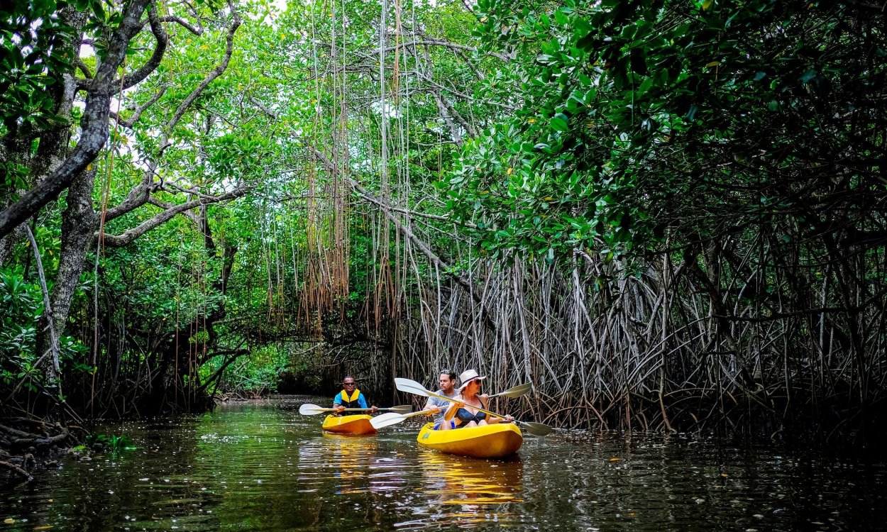 Мангровый заповедник Абу-Даби