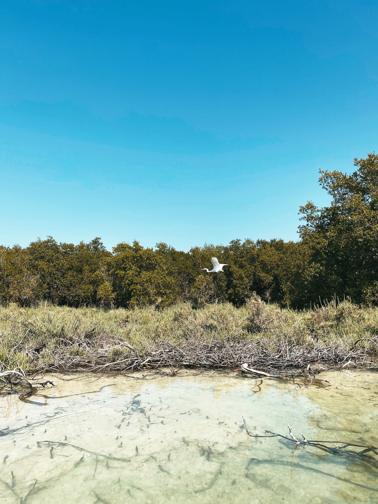 Мангровый заповедник Абу-Даби