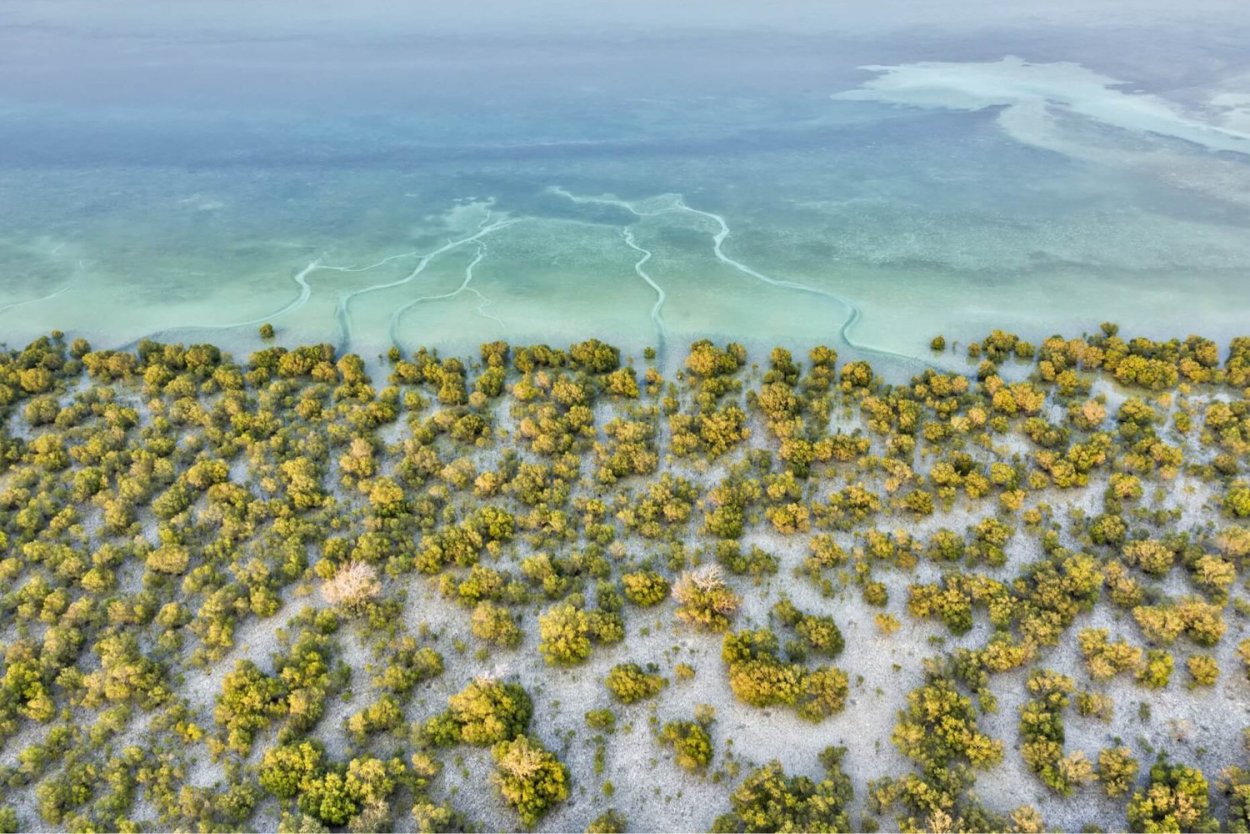 Мангровый лес Абу Даби