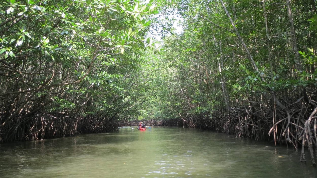 Мангровый заповедник Абу-Даби