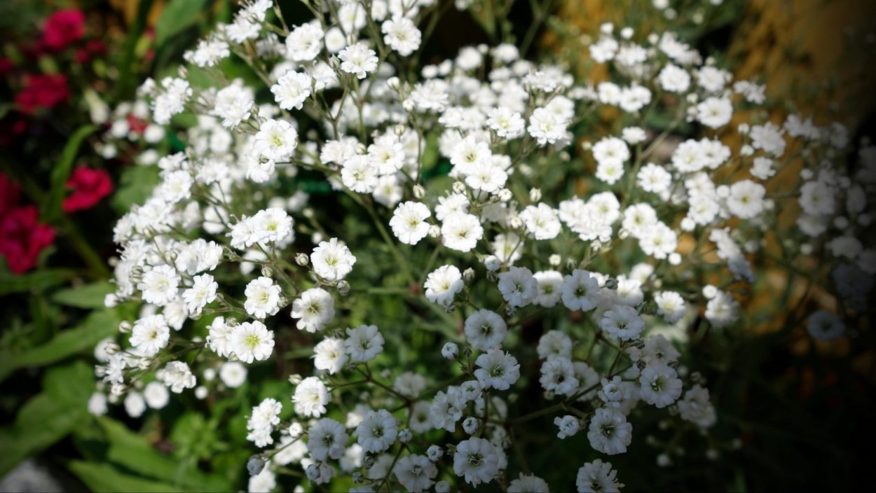 Гипсофила стенная Gypsy White