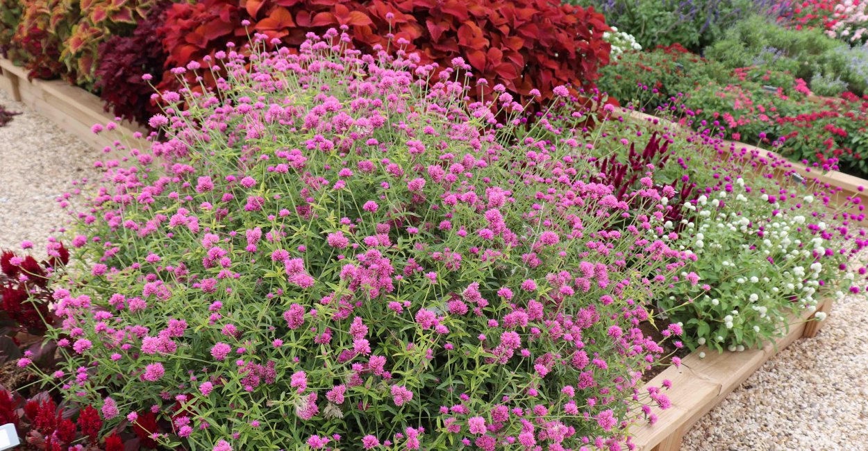 Gomphrena Truffula Pink